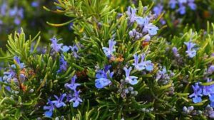 रोज़मेरी (Rosemary)