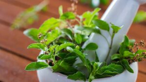 Benefits Of Tulsi Plant