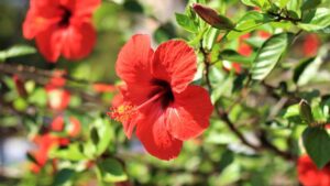 Benefits of Hibiscus Flower